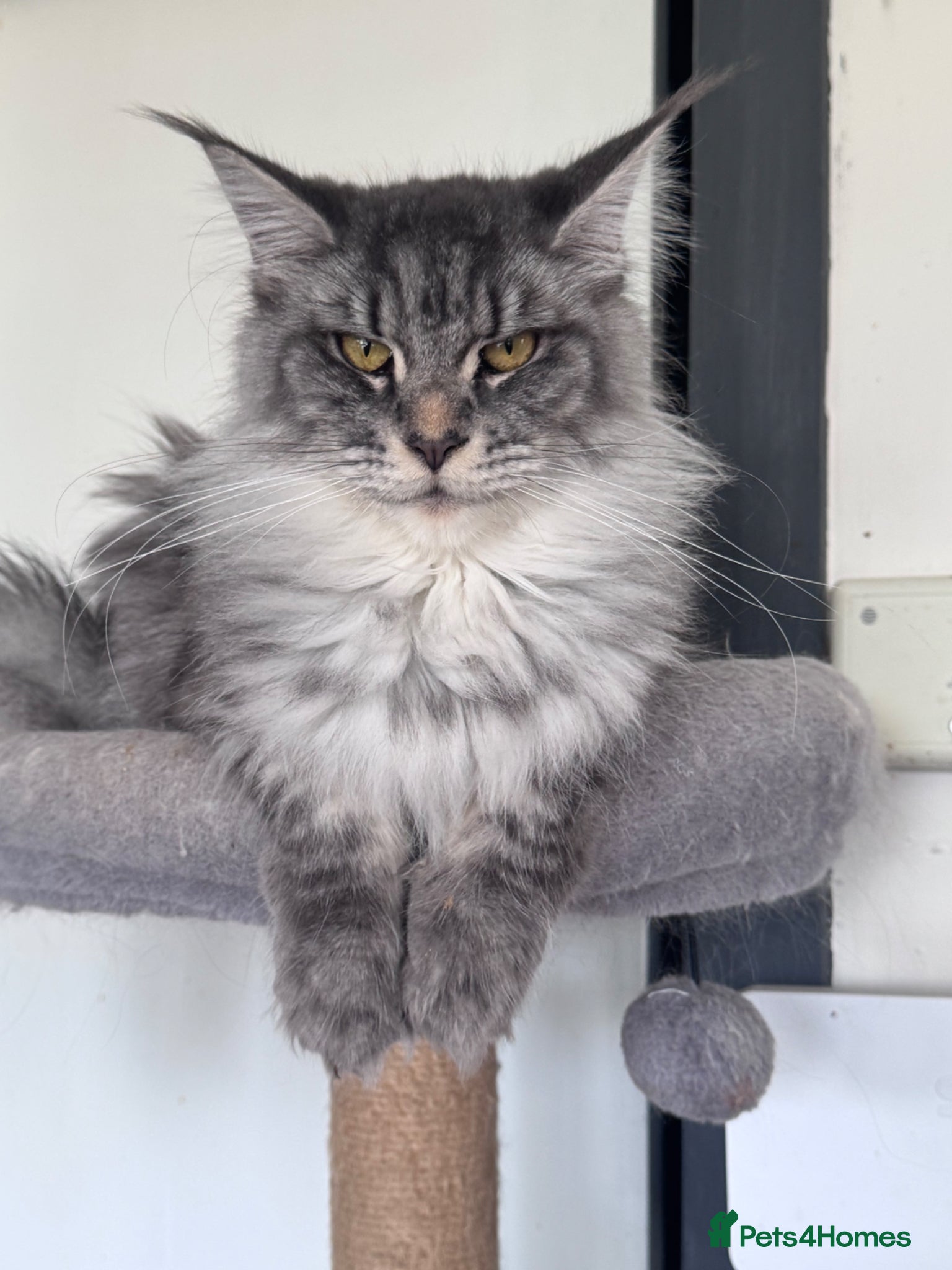 Maine Coon cats Exceptional Maine coon 3 left price dropped  - Advert 14