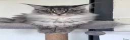 Maine Coon cats for sale: Exceptional maine coon kittens champion Bloodline  - Advert 7