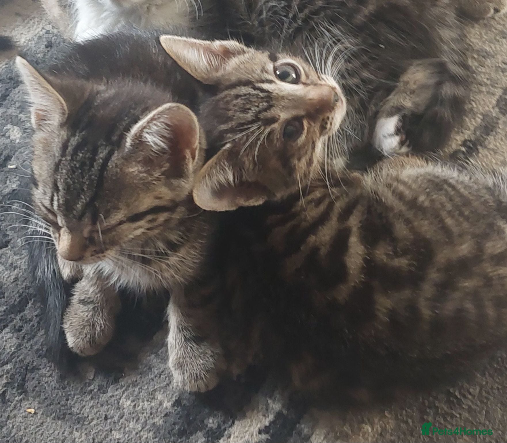Mixed Breed cats 4 kittens girl - Advert 21