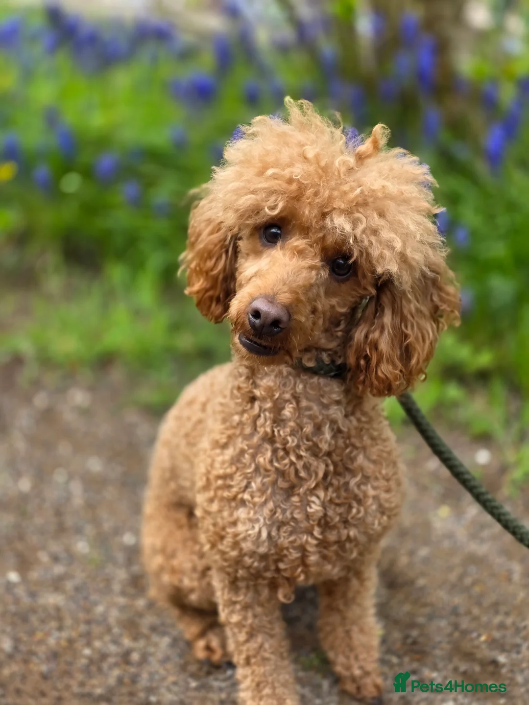 Miniature Poodle dogs for stud: Red miniature poodle 2 years old in Airdrie - Advert 2