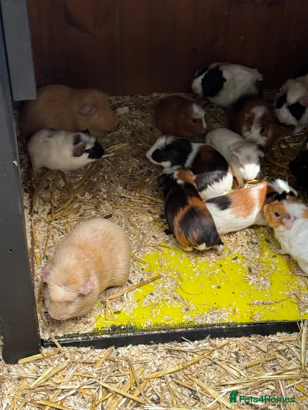 Guinea Pig rodents for sale: Guinea pigs  in Shepton Mallet - Advert 4