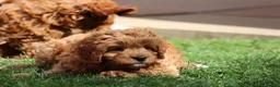Cavapoo dogs for sale: ⭐️Deep Red Cavapoo Puppies🐾🐶 READY NOW - Advert 20