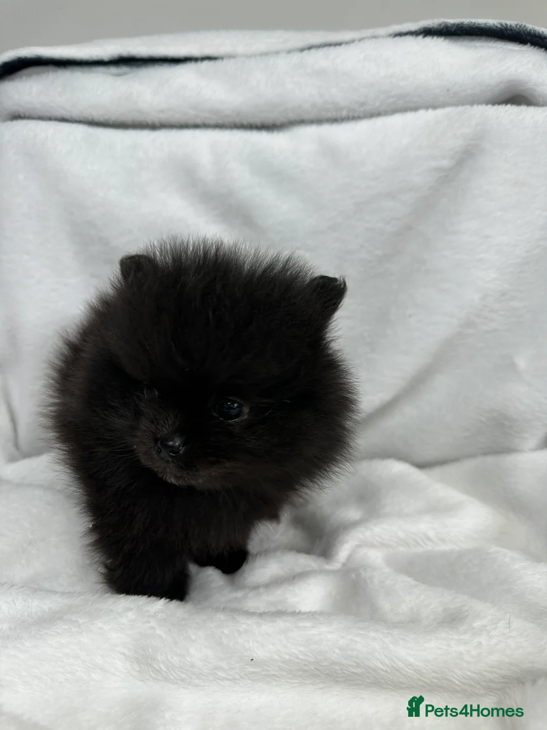 Pomeranian dogs for sale: Beautiful Pomeranian puppies  - Advert 17