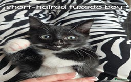 Ragdoll cats for sale: 12 half-Ragdolls (£150-£475) - Image 23