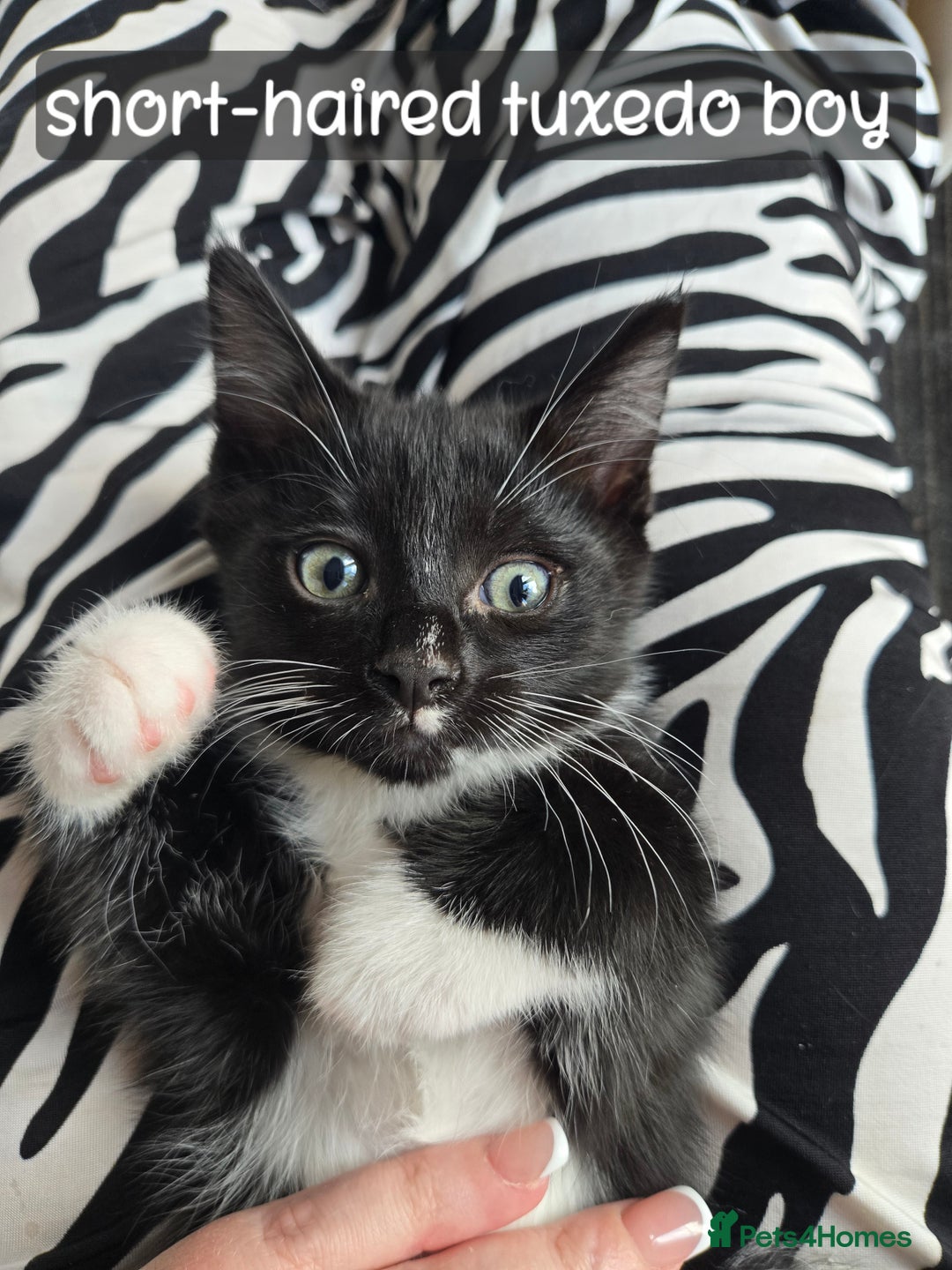 Ragdoll cats for sale: 12 half-Ragdolls (£150-£475) - Image 23