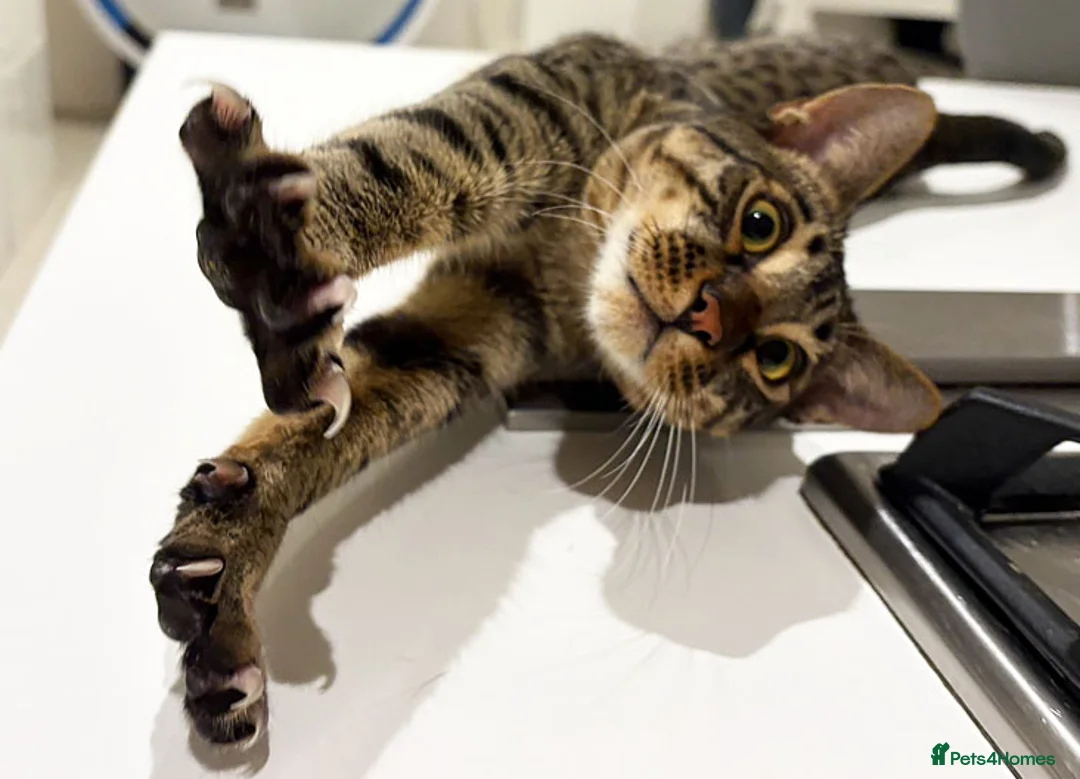 Savannah cats for sale: F6 SBT Savannah boy Koffee - Advert 6