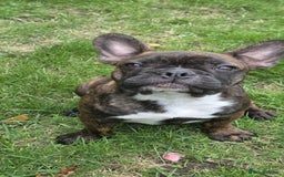 French Bulldog dogs for sale: Older pups needing a home - Image 5