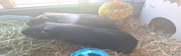Guinea Pig rodents for sale: Boy Guinea Pigs - Advert 5