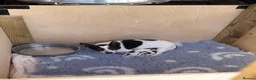 Jack Russell dogs for sale: Beautiful mini jack Russel girl left   - Advert 3