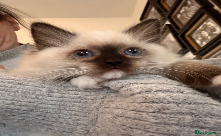 Ragdoll cats - Advert 3