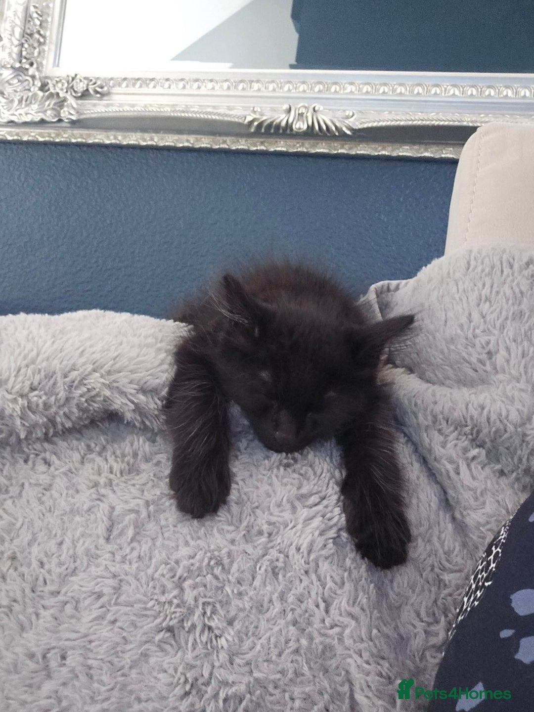 Maine Coon cats for sale: *URGENT HOME * GORGEOUS MAINCOON PRINCE - Image 7