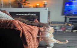 Maine Coon cats for sale: Maine Coon Kittens - Image 16