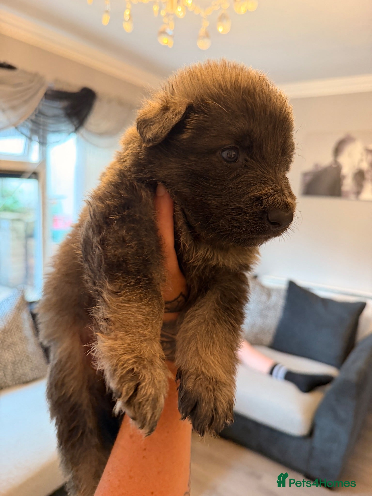 German Shepherd dogs Gorgeous German shepherd puppies  - Advert 7