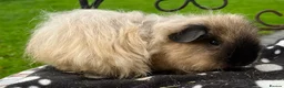 Guinea Pig rodents for sale: Gorgeous Cali bred guinea pigs.  - Advert 8