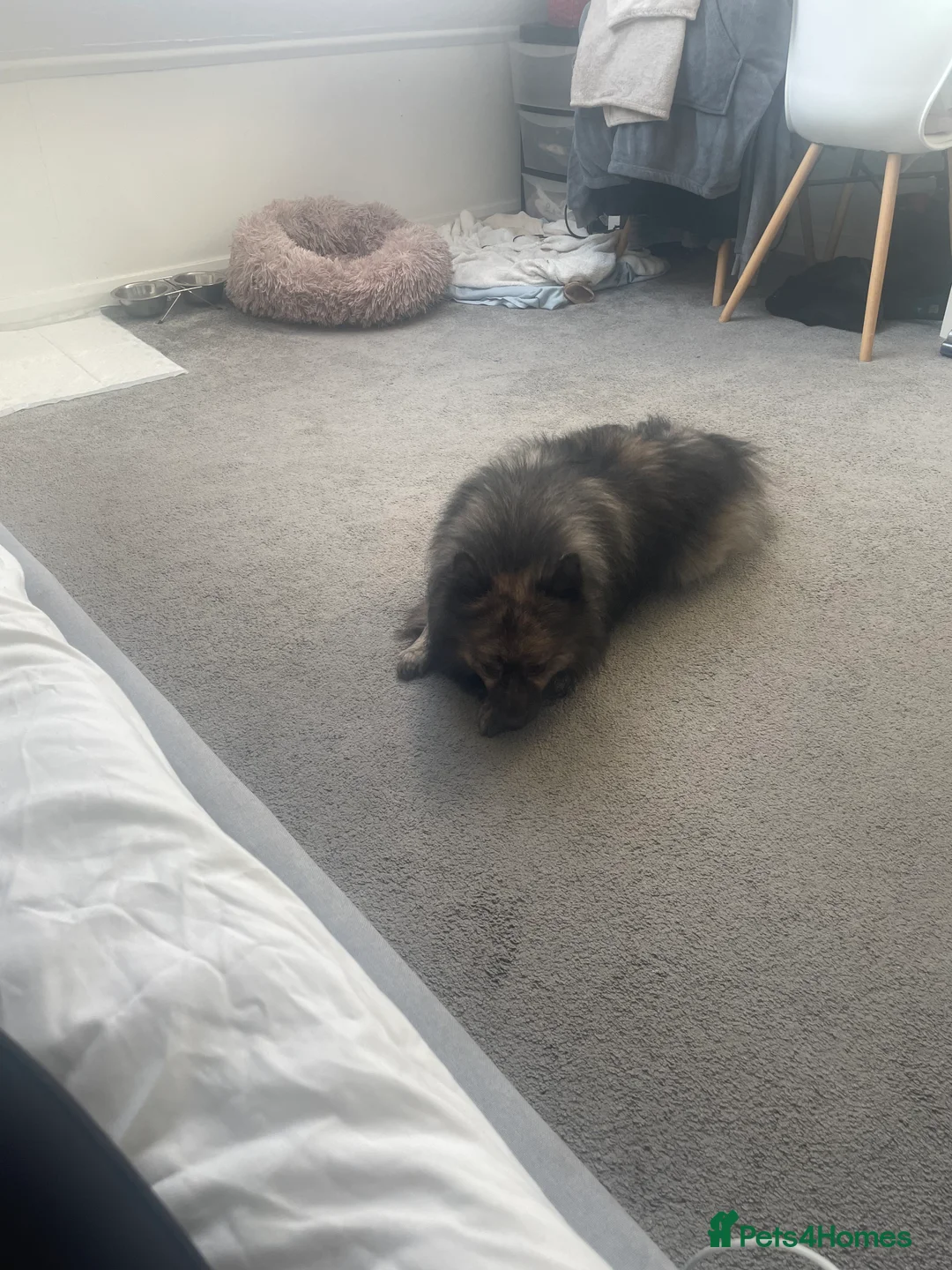 Pomapoo dogs for sale: Wolf sable pomapoos - Advert 2