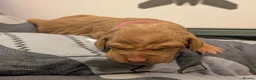 Hungarian Vizsla dogs for sale: Vizsla Puppies Looking for Their Forever Homes 🐾 in Saint Asaph - Advert 11