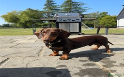 Miniature Dachshund dogs for stud: Standard Dachshund Male Stud - Image 2