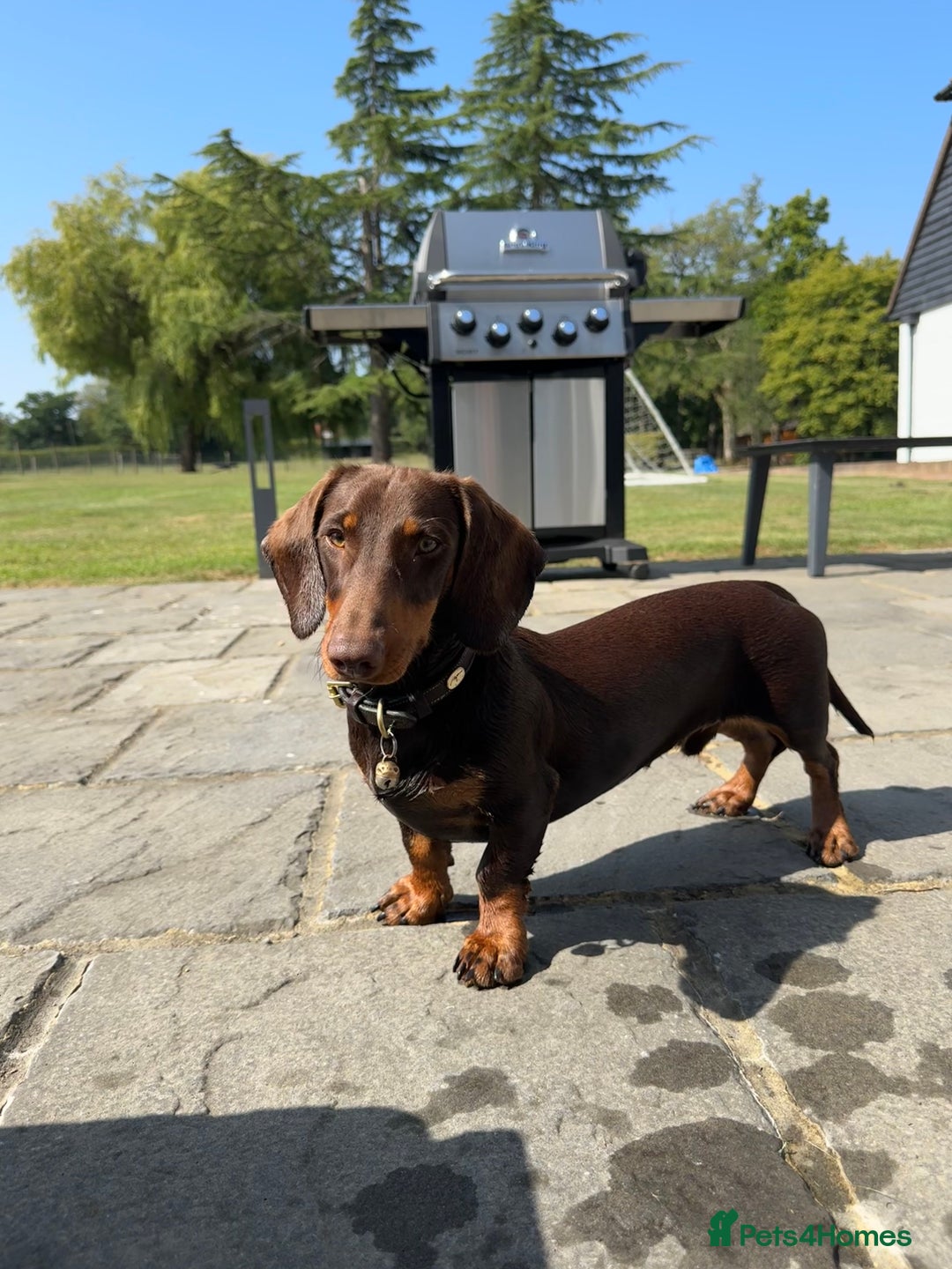 Miniature Dachshund dogs for stud: Standard Dachshund Male Stud - Image 2