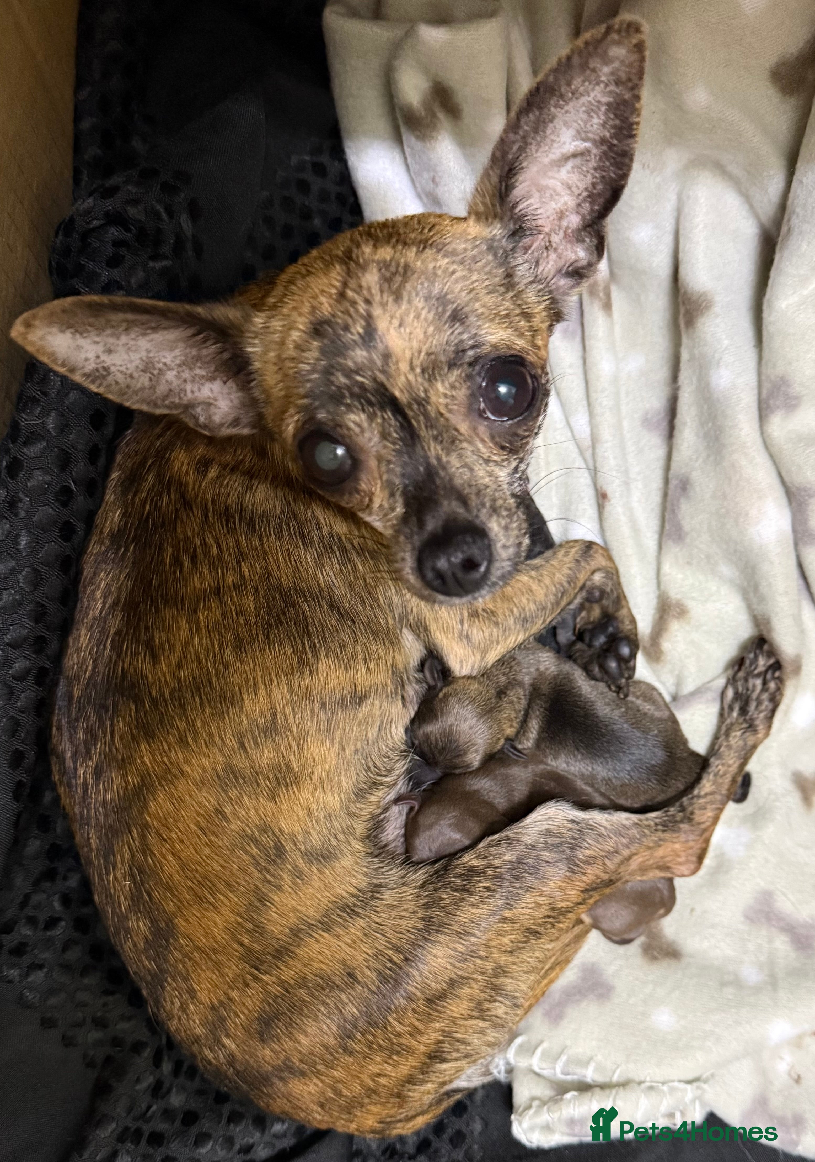 Chihuahua dogs 2 Female chihuahua puppies  - Advert 2