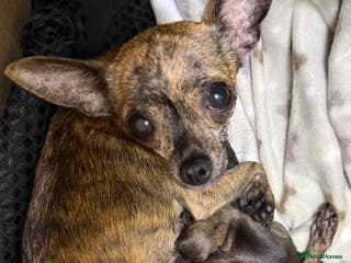 Chihuahua dogs 2 Female chihuahua puppies - Advert 2