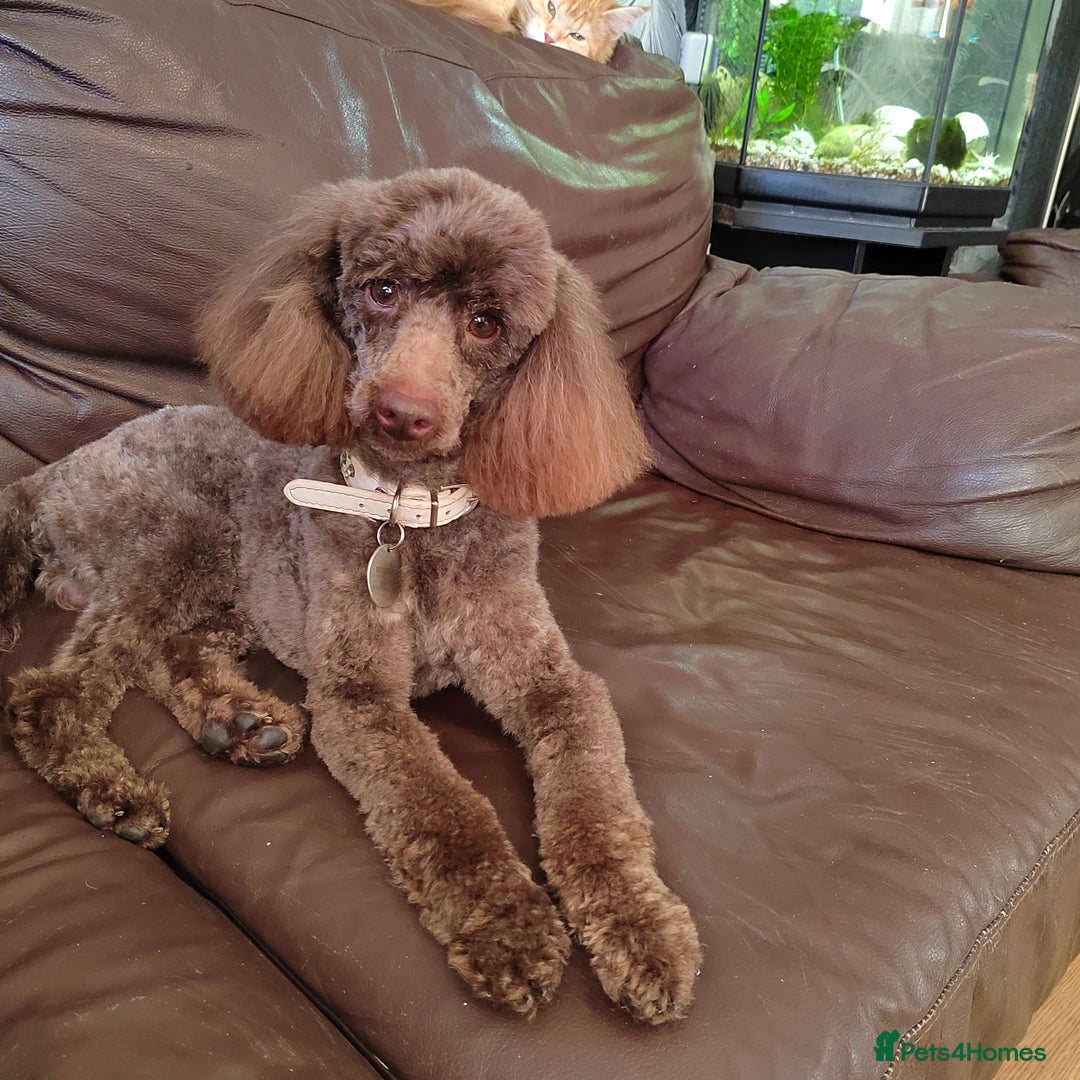 Toy Poodle dogs for stud: Full health tested stud in Blackburn - Advert 2