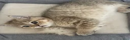 British Shorthair cats for sale: Last kitten available - TICA registered  - Advert 6