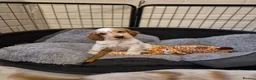 Cocker Spaniel dogs for sale: Show Cocker Spaniel - Advert 13