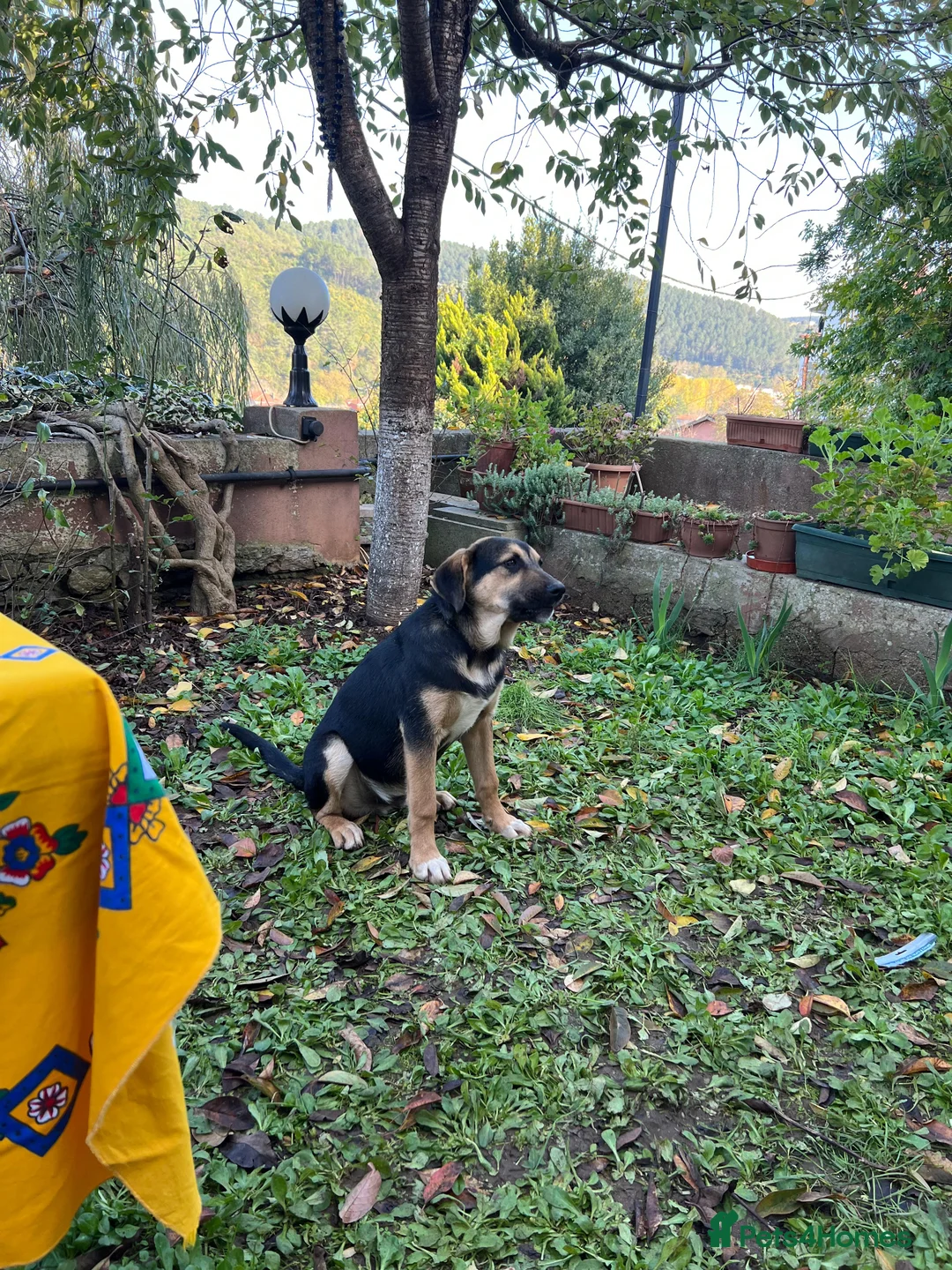 Australian Shepherd dogs for adoption: 6.5 months old Anatolian Shepherd ready to adopt! - Advert 6