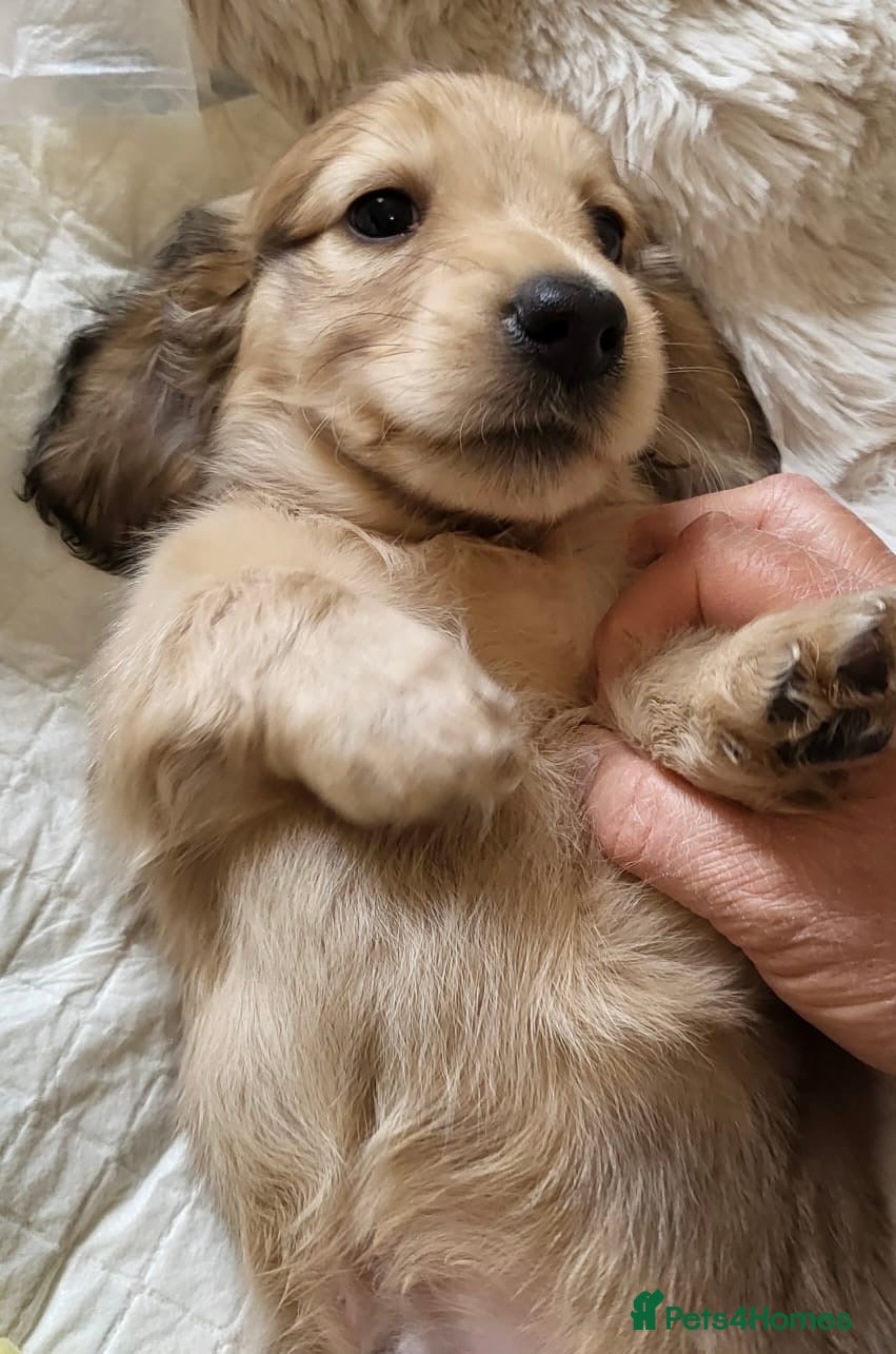 Miniature Dachshund dogs Longhaired English Cream Miniature Dachshunds - Advert 13