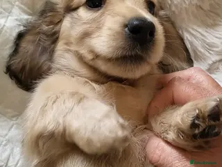 Miniature Dachshund dogs Longhaired English Cream Miniature Dachshunds - Advert 13