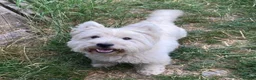 West Highland Terrier dogs for sale: 3 West Highland Pedigree Puppies - Advert 2