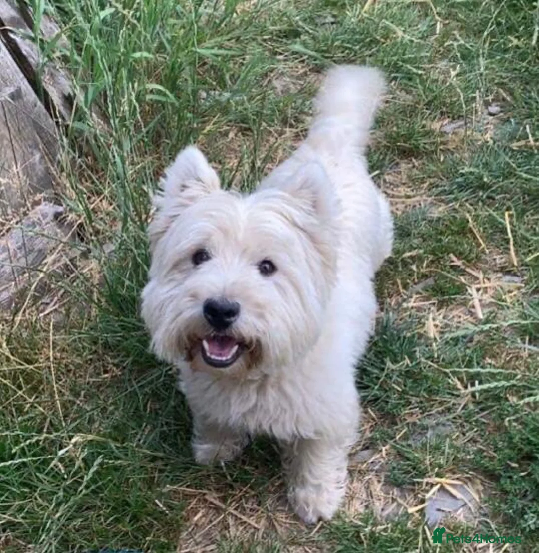 West Highland Terrier dogs for sale: 3 West Highland Pedigree Puppies - Advert 2
