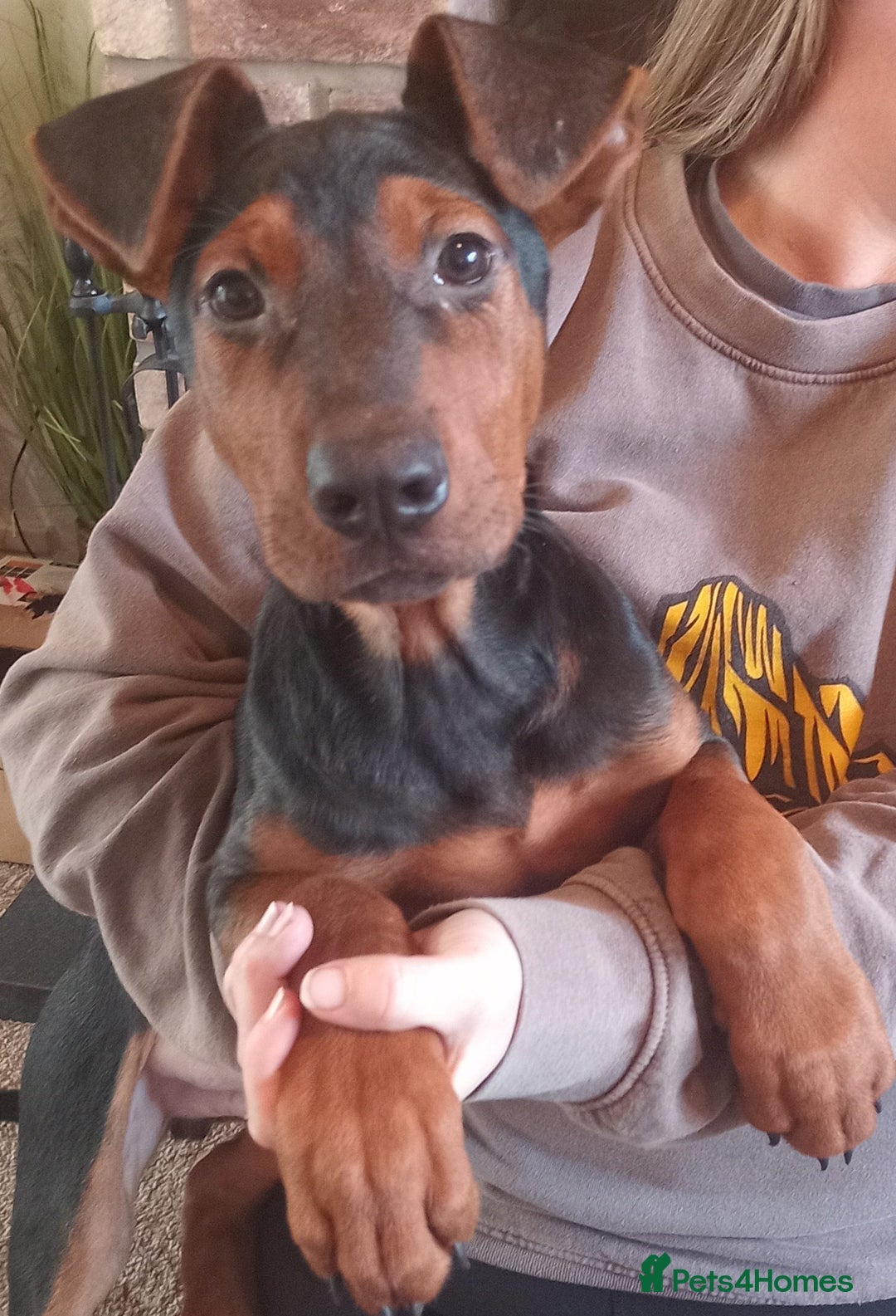 Chinese Red Dog dogs for sale: Chinese red dogs - Advert 3