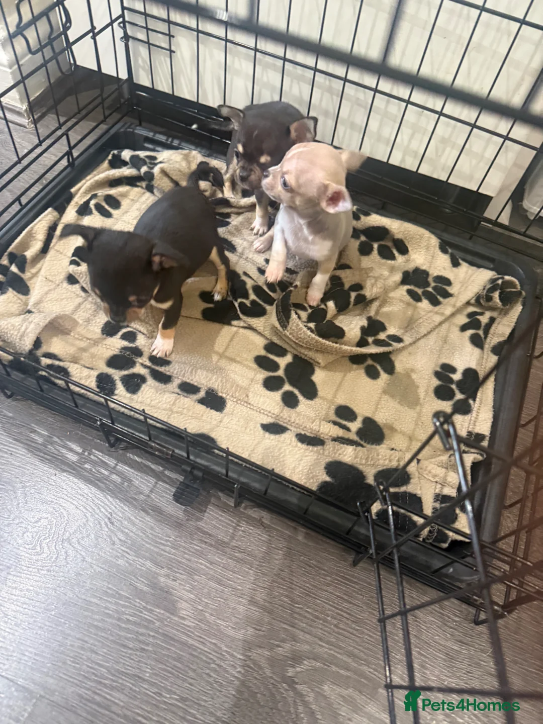Chihuahua dogs for sale: For sale in Heckmondwike - Advert 2