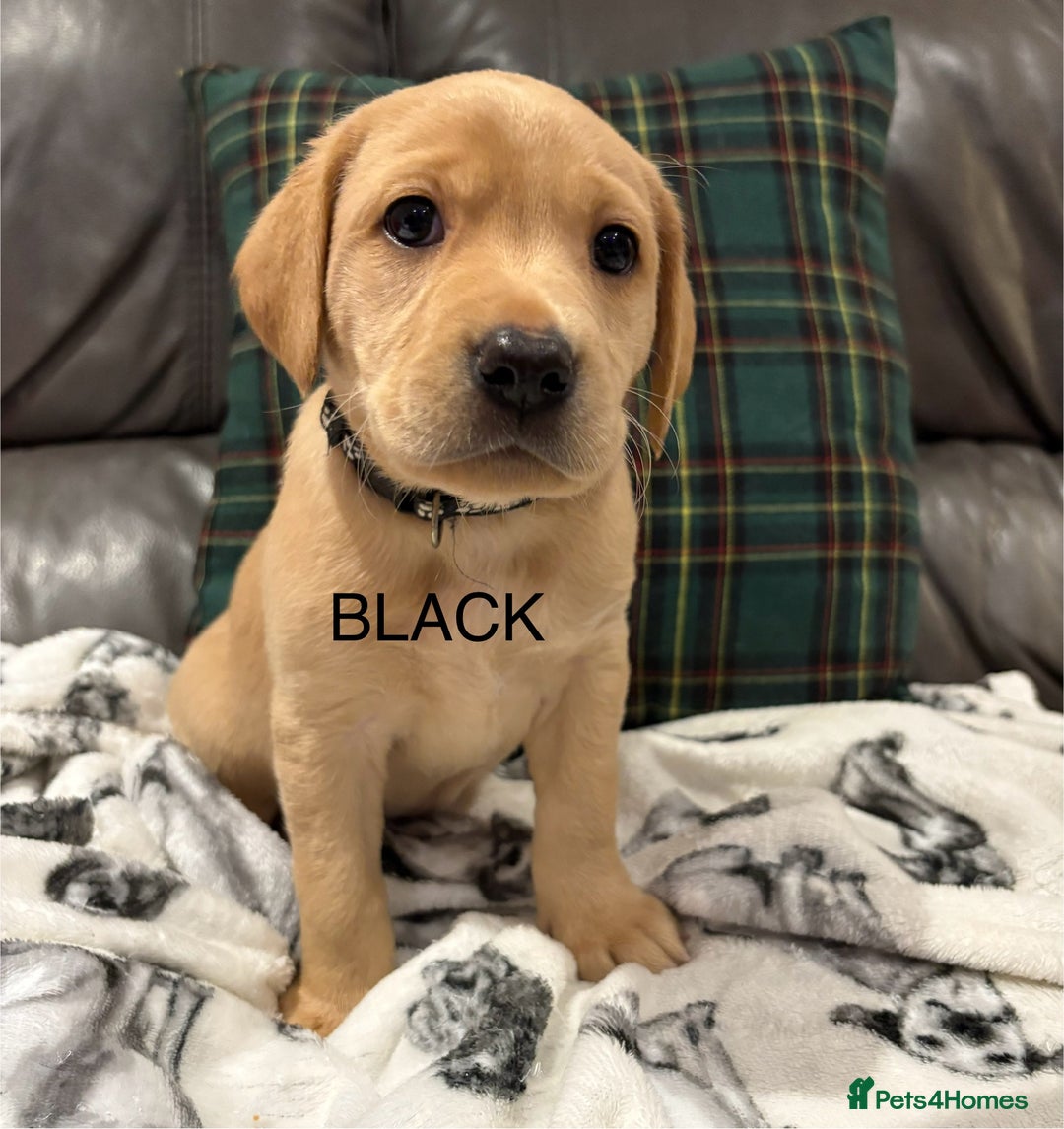Labrador Retriever dogs for sale: KC Labrador puppies yellow / Red  - Advert 9