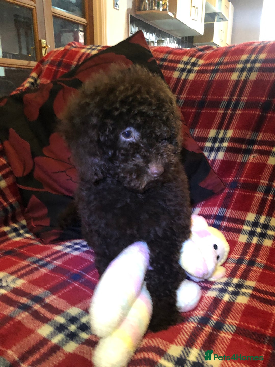 Cockapoo dogs for sale: Cockapoo puppies for sale  - Advert 9