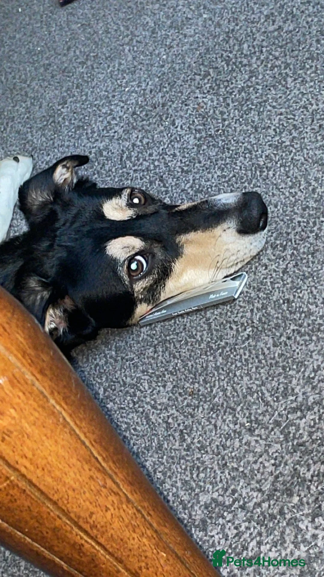 Mixed Breed dogs for sale: Rehoming - Advert 2