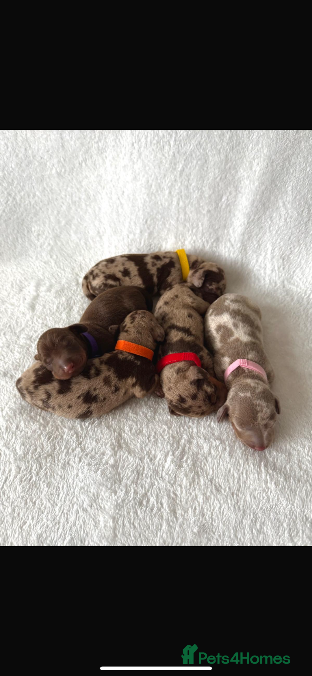 Miniature Dachshund dogs for sale: Miniature Dachshund Puppies - Image 11