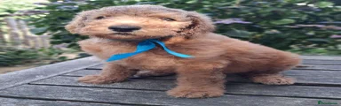 Standard Poodle Pup, Male, Red