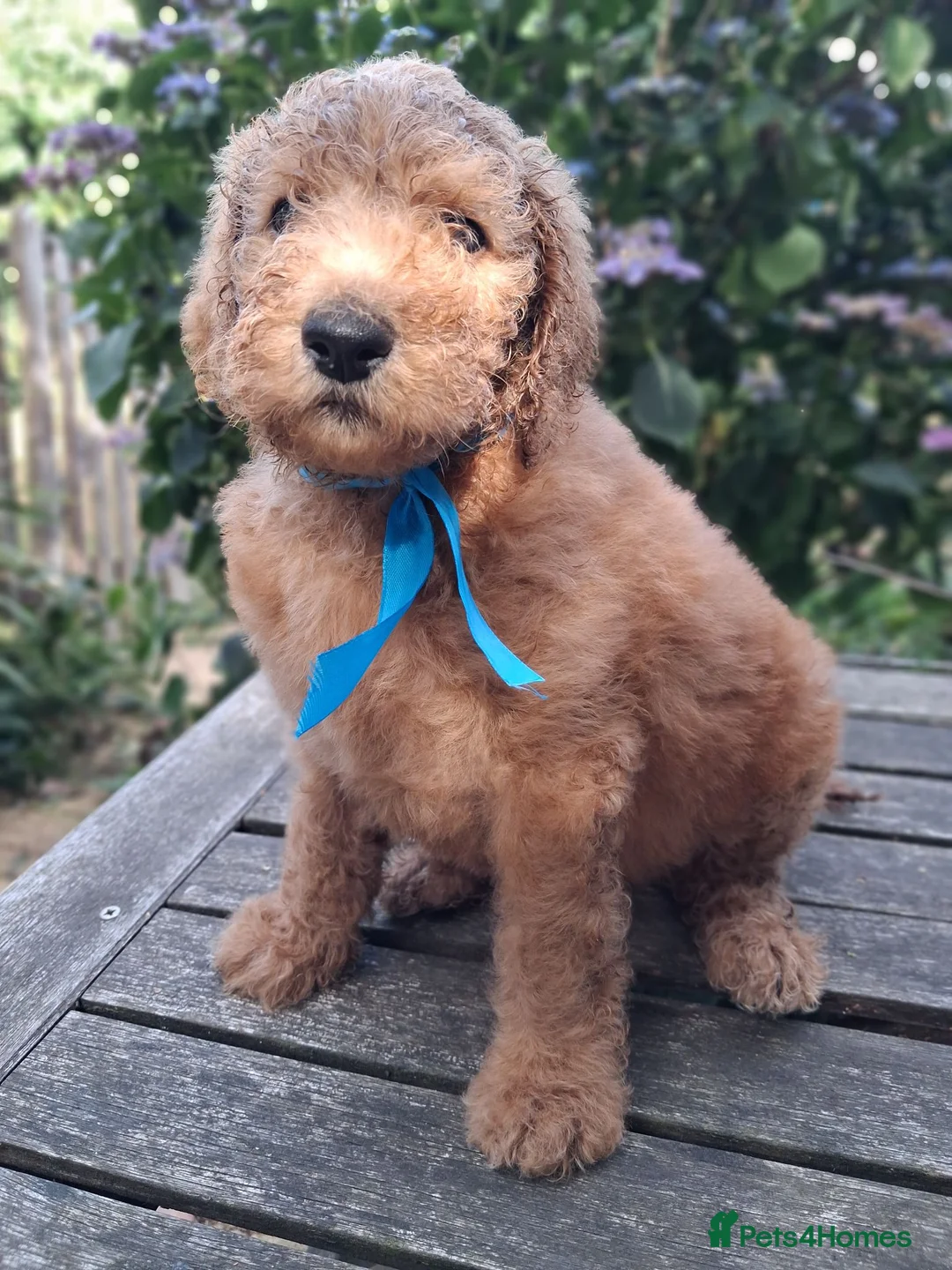 Standard Poodle dogs for sale: Standard Poodle Pups, KC Pedigree, All sold - Advert 22