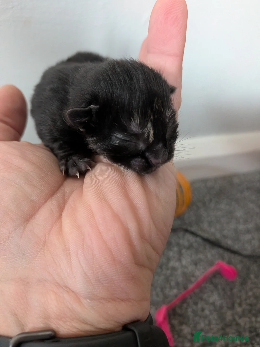 British Longhair cats for sale: Baby longhair mixed  in Carlisle - Advert 5