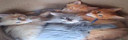 Maine Coon cats for sale: Mainecoon kittens  - Advert 4