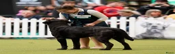 Labrador Retriever dogs for sale: Stunning KC Labradors. Crufts winning Stud dog - Advert 17