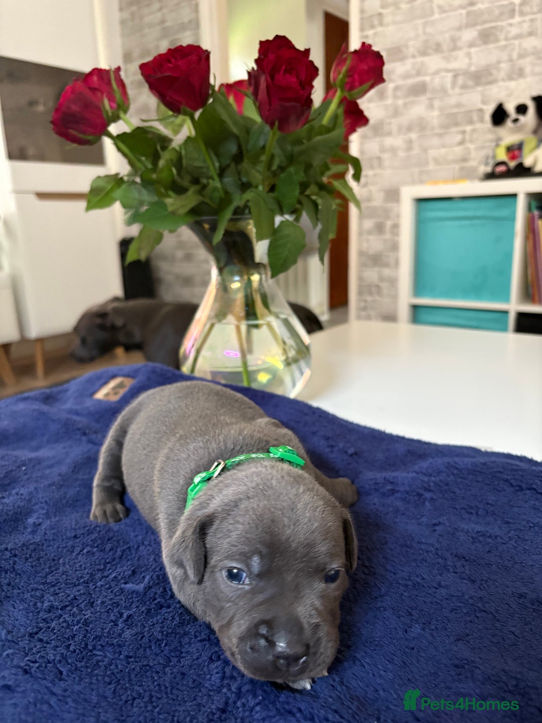 Staffordshire Bull Terrier dogs for sale: Blue Staffordshire Bull Terrier KC registered  - Image 6