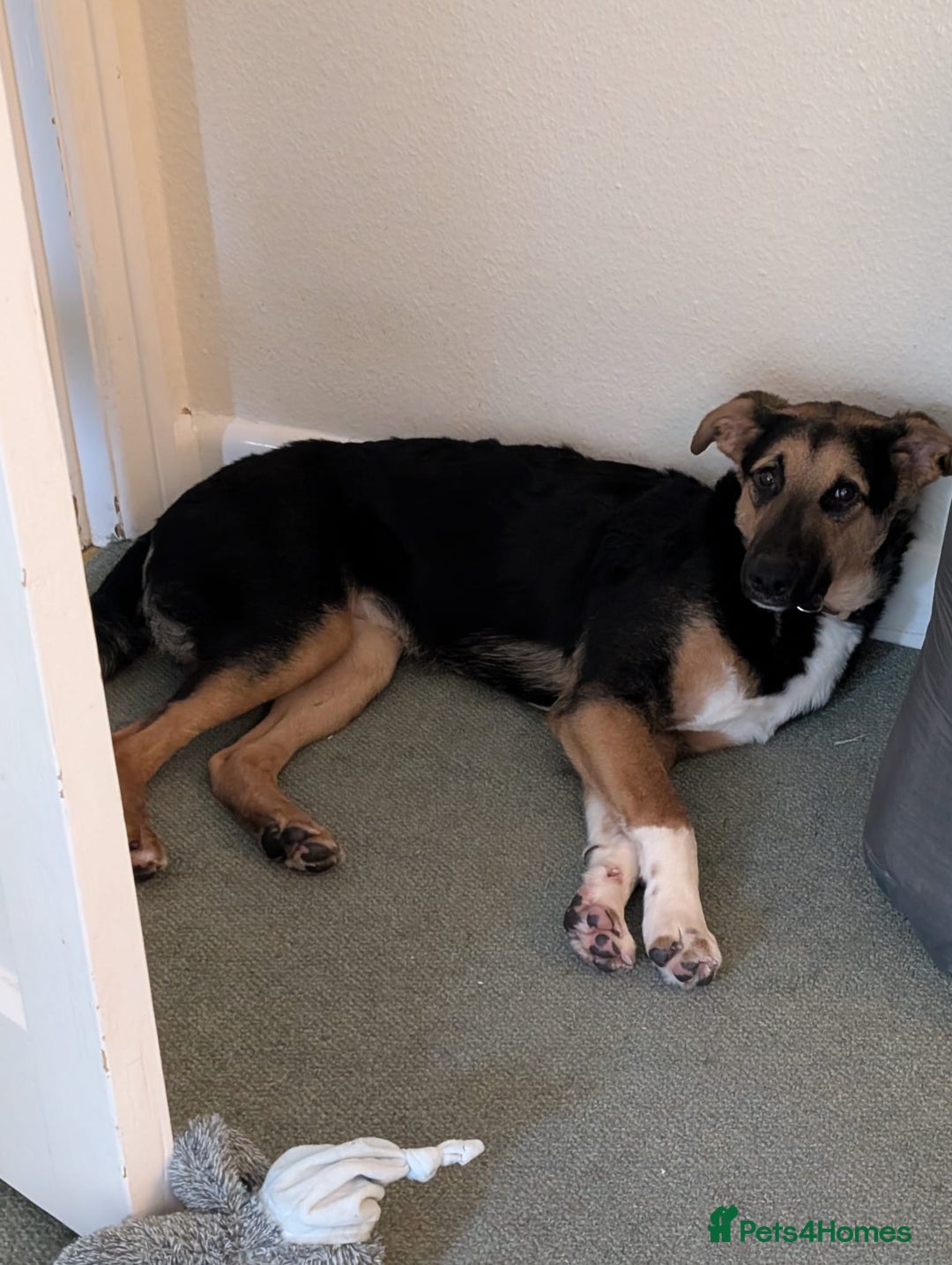 Mixed Breed dogs for adoption: 💙🐶 BRUNO -The Big, Loving Pup: FOSTER or ADOPT - Advert 14