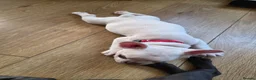 French Bulldog dogs for sale: French bulldog puppies - Advert 11