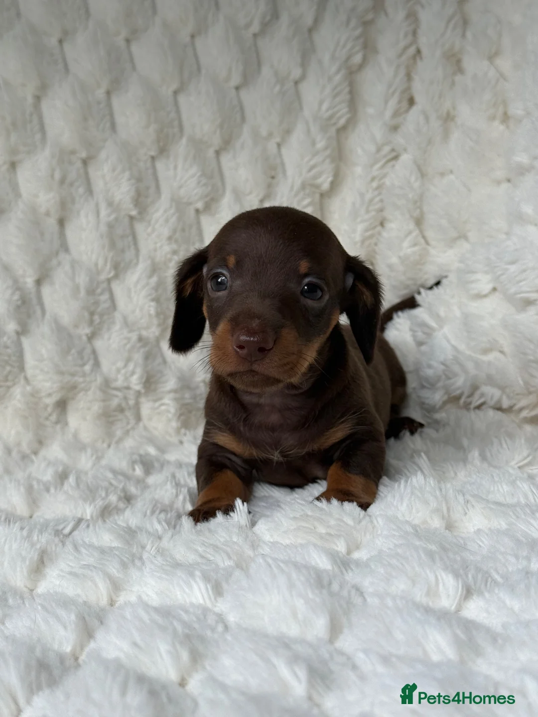 Miniature Dachshund dogs for sale: ❤️MINATURE DACHSHUND PUPPIES❤️ - Advert 13