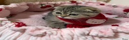 Scottish Fold cats for sale: Golden Tabby Kittens  - Advert 27