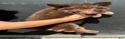 German Shepherd dogs for sale: CHOCOLATE AND TAN LONG COATED GERMAN SHEPARDS  in West Malling - Advert 14