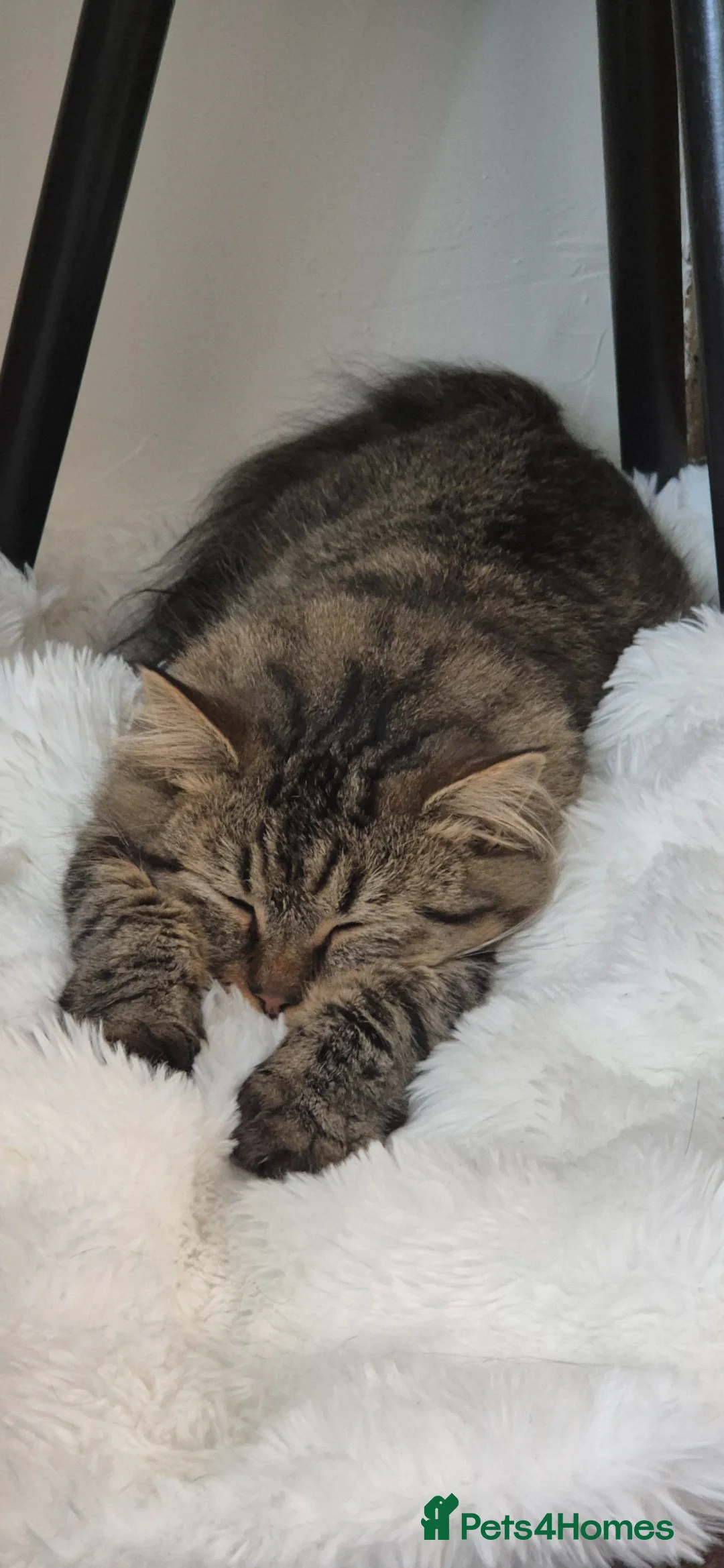 Mixed Breed cats for sale: Beautiful & friendly long haired cat - Advert 3